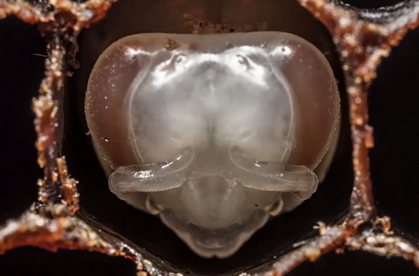 %name Mesmerizing timelapse video shows bees’ entire life cycle in just over 1 minute by Authcom, Nova Scotia\s Internet and Computing Solutions Provider in Kentville, Annapolis Valley