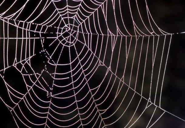 %name Spiders produce Kevlar tough webs after being fed carbon nanotubes by Authcom, Nova Scotia\s Internet and Computing Solutions Provider in Kentville, Annapolis Valley