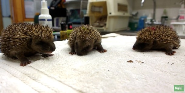 %name Watch these adorable baby hedgehogs sneezing by Authcom, Nova Scotia\s Internet and Computing Solutions Provider in Kentville, Annapolis Valley