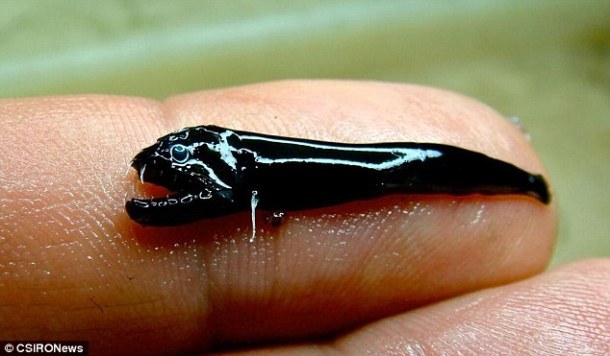 %name These tiny fish can survive in volcanoes and they’re the stuff of nightmares by Authcom, Nova Scotia\s Internet and Computing Solutions Provider in Kentville, Annapolis Valley