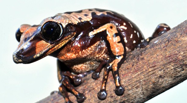 %name One gram of this frog’s venom is enough to kill 80 people by Authcom, Nova Scotia\s Internet and Computing Solutions Provider in Kentville, Annapolis Valley