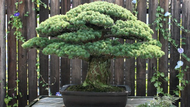 %name The astonishing 390 year old bonsai tree that survived the Hiroshima atomic blast by Authcom, Nova Scotia\s Internet and Computing Solutions Provider in Kentville, Annapolis Valley