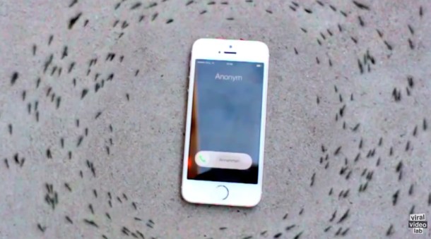%name Watch: Ringing iPhone hypnotizes ants better than Ant Man by Authcom, Nova Scotia\s Internet and Computing Solutions Provider in Kentville, Annapolis Valley