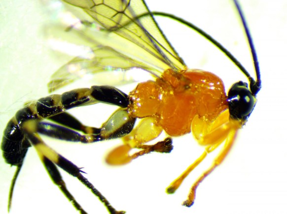 %name This bizarre new wasp species steals the minds of spiders by Authcom, Nova Scotia\s Internet and Computing Solutions Provider in Kentville, Annapolis Valley