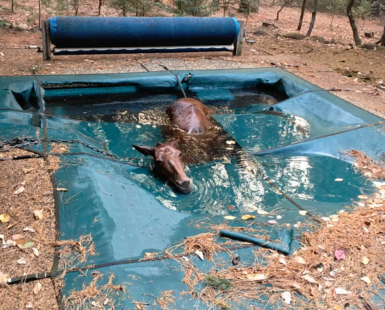 %name Horse saves itself from California wildfire by falling into a pool by Authcom, Nova Scotia\s Internet and Computing Solutions Provider in Kentville, Annapolis Valley