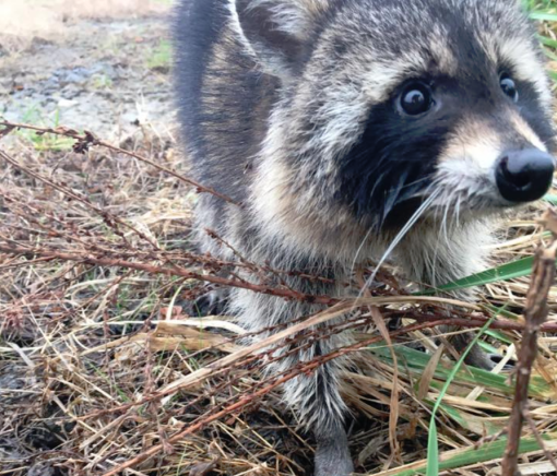%name Police jailed drunk raccoons in West Virginia because they were being obnoxious by Authcom, Nova Scotia\s Internet and Computing Solutions Provider in Kentville, Annapolis Valley