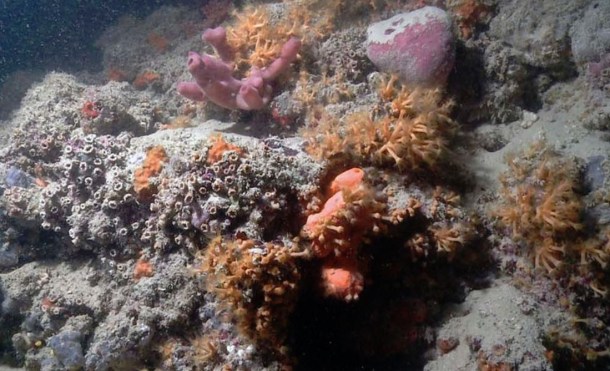 %name Italy has a coral reef, and researchers only just spotted it by Authcom, Nova Scotia\s Internet and Computing Solutions Provider in Kentville, Annapolis Valley