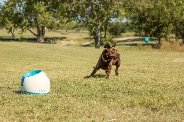 %name If you have a dog who loves playing fetch, this might be the best $80 you ever spend by Authcom, Nova Scotia\s Internet and Computing Solutions Provider in Kentville, Annapolis Valley